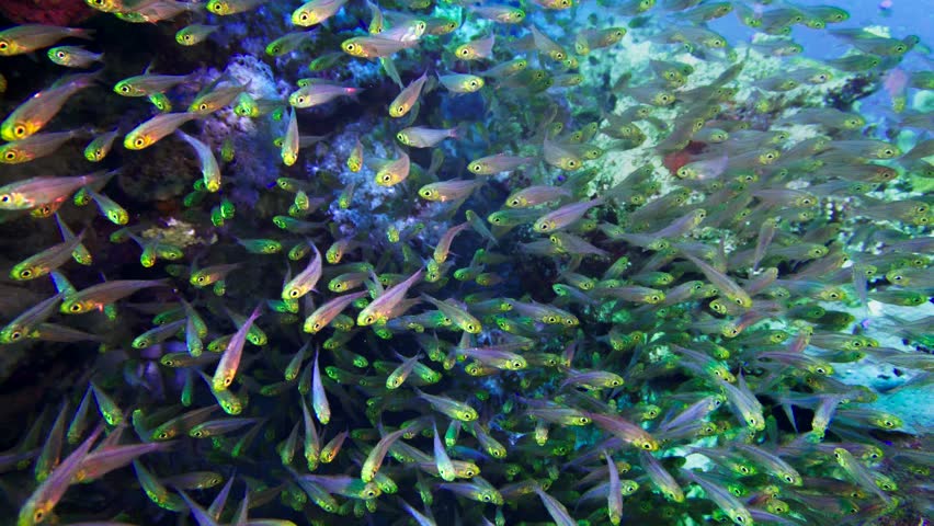 A large flock of fish Pigmy sweeper (Parapriacanthus ransonneti) on a background of a coral reef Red sea Egypt 4K Royalty-Free Stock Footage #1007068123