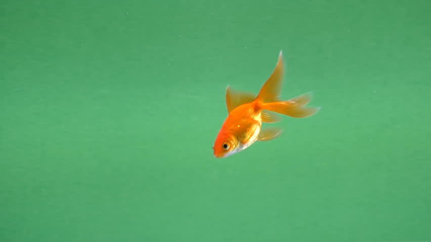 Goldfish swimming slowly from left to right on green screen | Shutterstock HD Video #1007071576