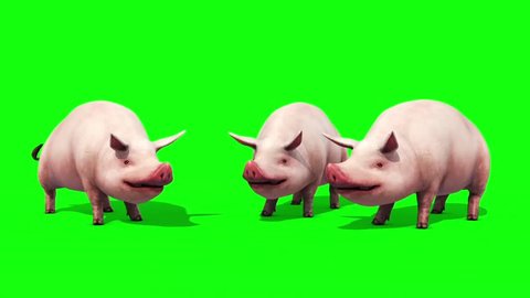 Group of Pigs Animals Farm Eating Green Screen Front 3D Renderings Animations