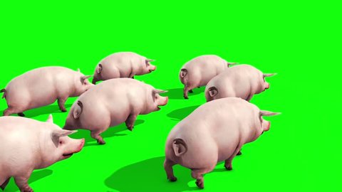 Group of Pigs Animals Farm Walk Green Screen Back 3D Renderings Animations