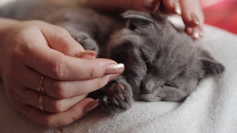 Woman with clippers cuts claws to a small kitten. close-up of a nail clipping from a little kitten