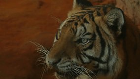 4k video Close up of siberian tiger looking around