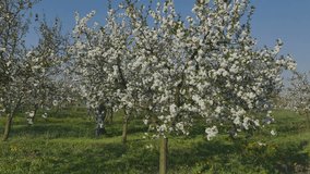 Agronomist or farmer examining blossoming cherry trees in orchard