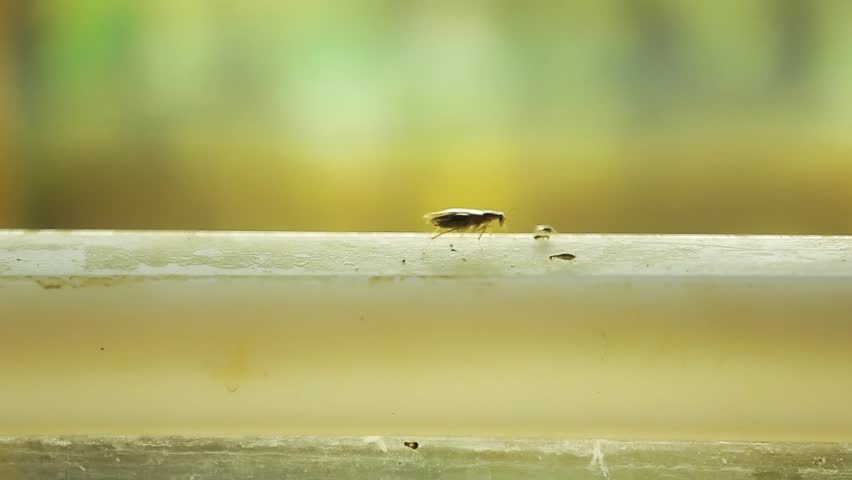 cockroach creeping across the stalk