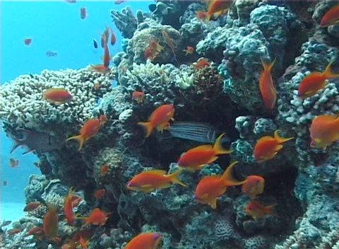 School Of Tropical Fish In の動画素材 ロイヤリティフリー Shutterstock