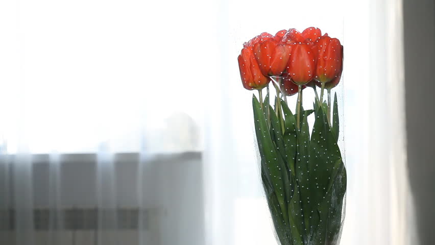 a man asks for an apology and gives tulips. Tulips bouquet Royalty-Free Stock Footage #1007085193