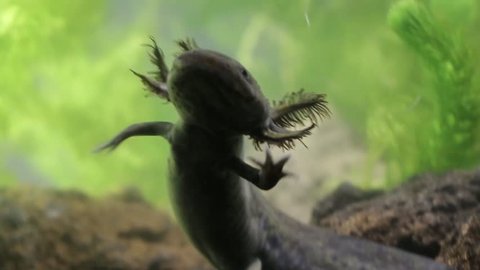 Mexican axolotl, the most mysterious and promising neotenic salamander. Hopes for stem cell research. Endangered flagship species, urgent need for conservation and restoration of habitat
