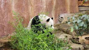 Video footage of a giant panda with fresh bamboo at the zoo. Giant panda is a bear native to south central China.