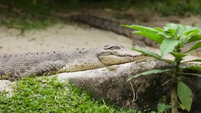 Video footage of a big tropical crocodile sunbathing at the zoo