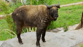 Video footage of a big Mishmi takin standing at the zoo. Takin is a goat-antelope found in the eastern Himalayas.