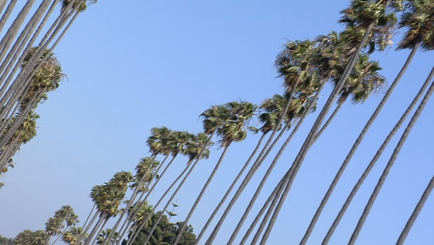 classic California shot of the rows of Palm trees.  