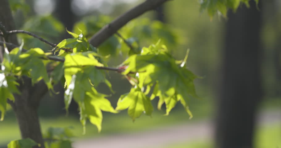 Slow motion first leaves on maple tree