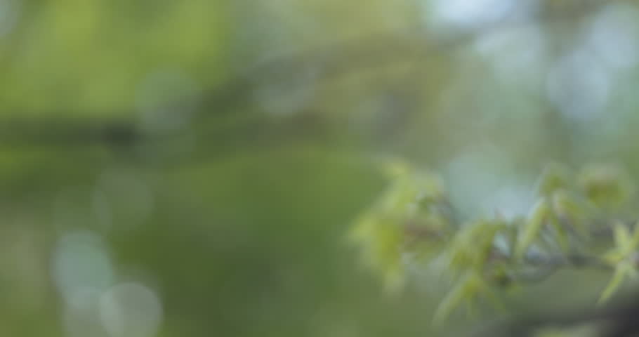 Slow motion pan of first leaves on acer triflorum maple tree