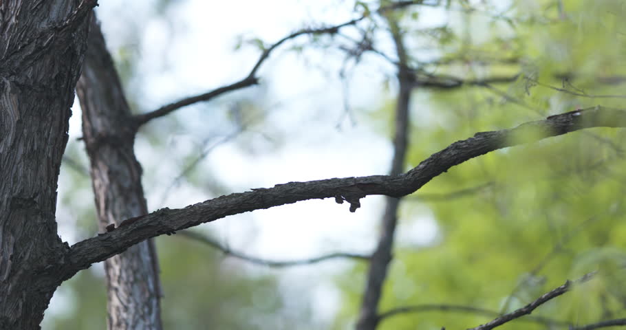 Slow motion pan of first leaves on acer triflorum maple tree