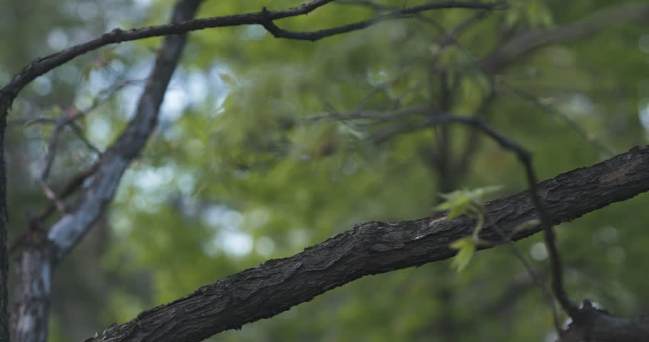 Slow motion pan of first leaves on acer triflorum maple tree
