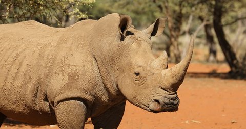 Close-up view of a white rhinoceros (Ceratotherium simum), South Africa