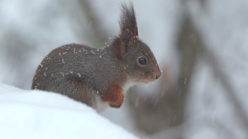 red squirrel animal alerted snowfall watching winter scenery
