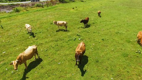 Flying over green field with grazing cows, cattle-breeding and farming business
