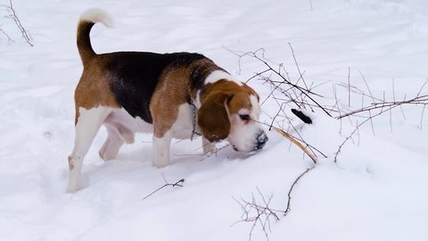 Young dog beagle bloodhound sniffing for animal trails.
