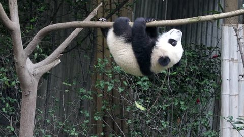 Little Panda Cub is hanging on the Tree