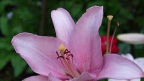 Pink plant Lilium bulbiferum details close-up HD footage - Herbaceous tiger lily flower video.