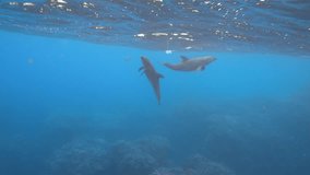 Mother and baby bottlenose dolphins swimming in the blue tropical sea, 4K ultra hd video footage