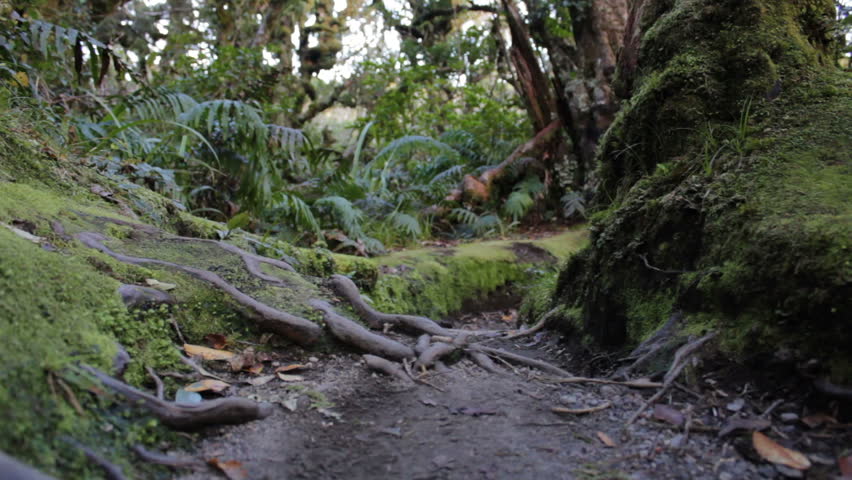 New Zealand magical forest
