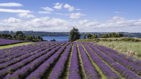 Aerial Drone - Large lavender plantations recently blooming in summer, in the city of Frutillar, southern Chile