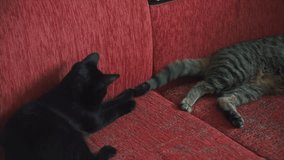 Two Cats Playing Fighting Clawing Biting On Couch. Clip. Two kittens play on the couch. Fluffy cats on a red couch looking curious plays