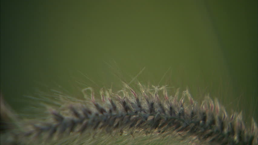 cattail blowing in the breeze