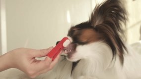 Young dog breeds Papillon Continental Toy Spaniel brushes teeth with a toothbrush stock footage video