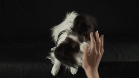 Beautiful young male dog Continental Toy Spaniel Papillon playing with the hand of the host on black background slow motion stock footage video