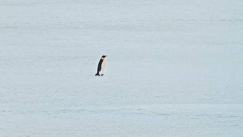 One penguin walking on the snowy plain with