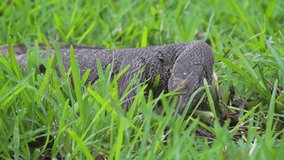 Mature monitor lizard. with its typical. scaly skin. chasing a cricket in the grass in Sri Lanka. FullHD 1080p footage