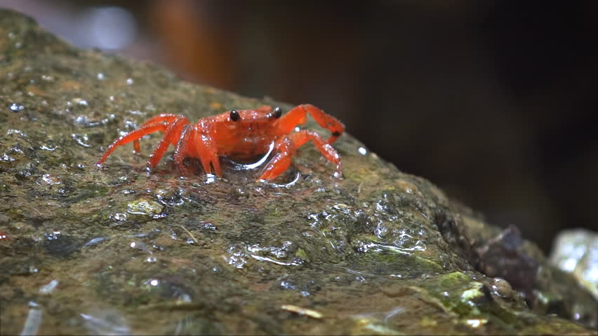 Terrestre 스톡 비디오 동영상 - 4K/HD 비디오 클립 | Shutterstock
