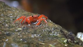 Little. red. terrestrial crab. foraging for food and climbing over wet rocks beside a waterfall in Thailand. FullHD 1080p video with sound.