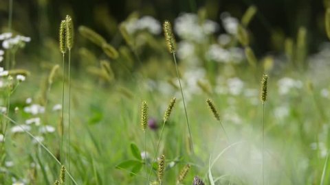 Spikelets of grass and flowers swayed by the wind on a blurred background. Meadow grass in the countryside.