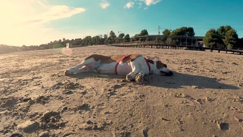 Basset hound dog sleeping on the beach is scared as the train passes