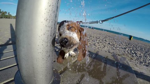 Basset Hound drinking water from the shower on the beach in sunny day