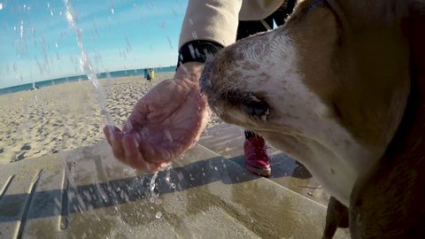 Basset Hound drinking water from the shower on the beach in sunny day