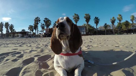 Basset hound dog on the beach assumes himself as if he was curious to see some strange approaching