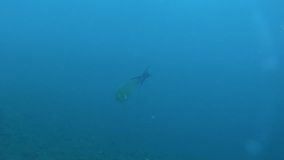 Scuba Diving videos of Single colorful Fish