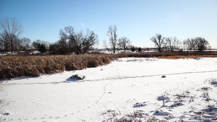 Frozen winter landscape with trees, brush and blue sky