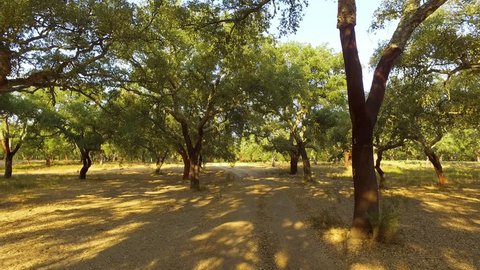 Walking Through Plantation of Cork Oak Trees, south of Portugal