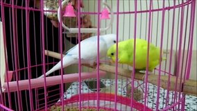 feeding canaries at home, feeding the owner canary birds
