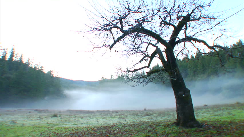 Misty fog around a lone tree