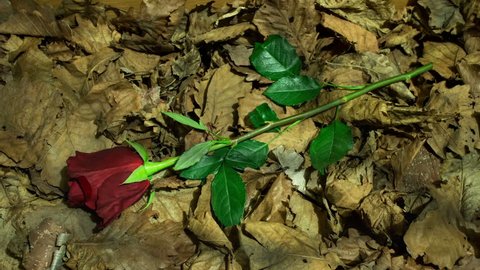 TimeLapse of dying rose on fallen leaves
