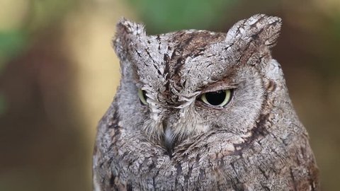 the small european scop owl portrait