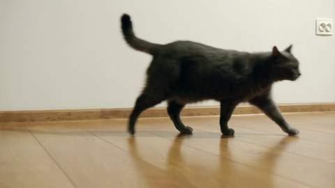 gray cat, breeds Russian blue slowly walks on a brown floor from laminated parquet in an empty room