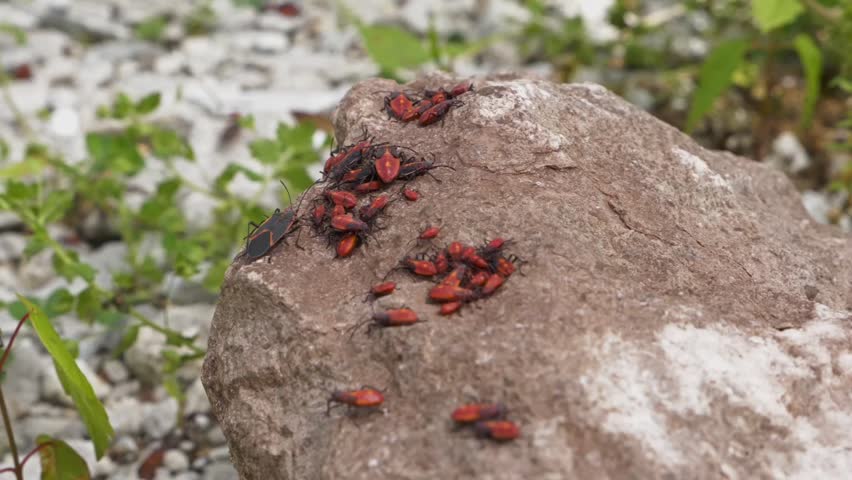 Boxelder Red Bugs Close Up